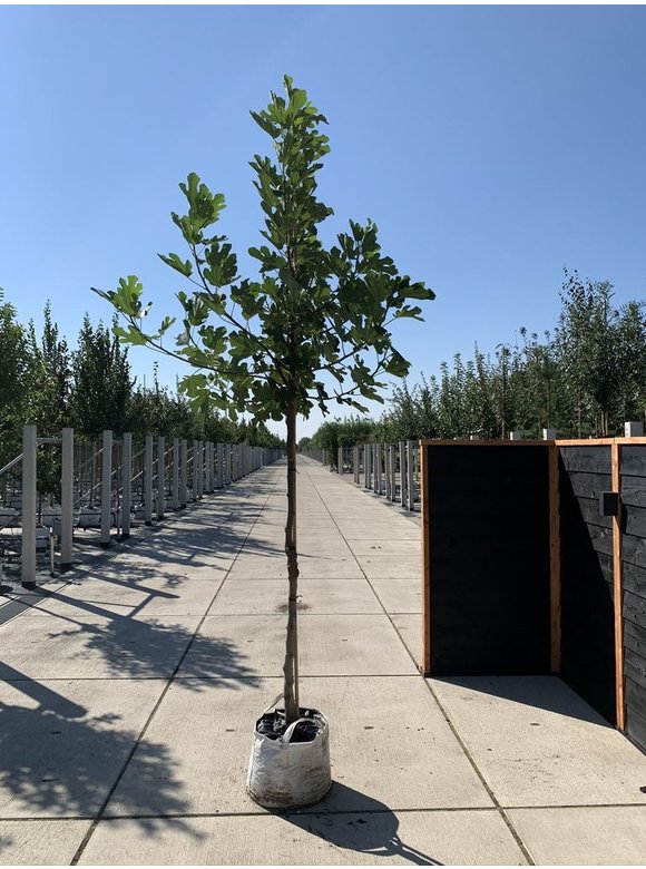 Feigenbaum hochstamm | Ficus Carica Feigenbaum hochstamm | Ficus Carica