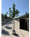 Venovi GmbH Feigenbaum | Ficus carica