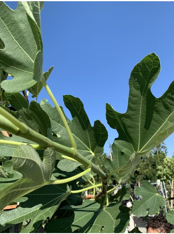 Feigenbaum hochstamm | Ficus Carica Feigenbaum hochstamm | Ficus Carica