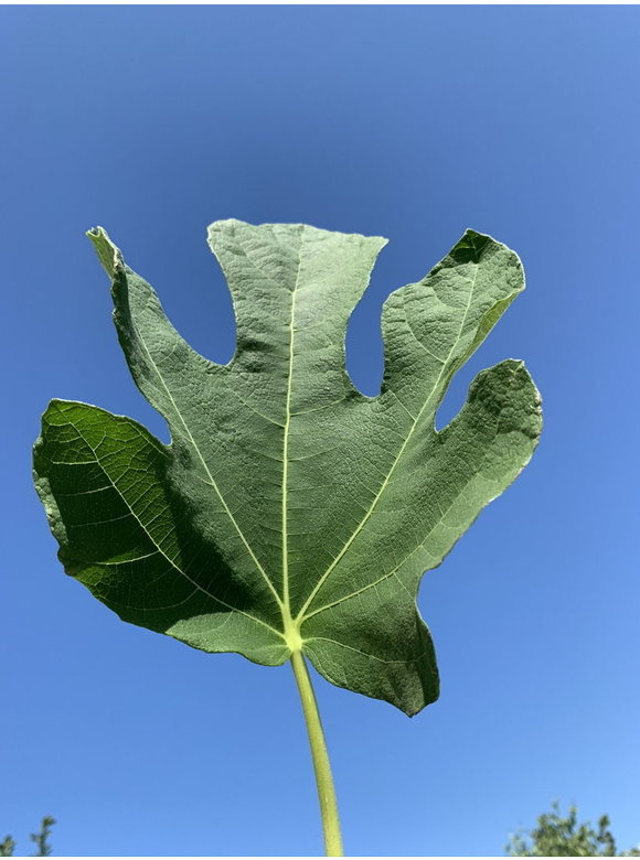 Feigenbaum hochstamm | Ficus Carica Feigenbaum hochstamm | Ficus Carica