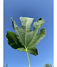 Feigenbaum | Ficus carica