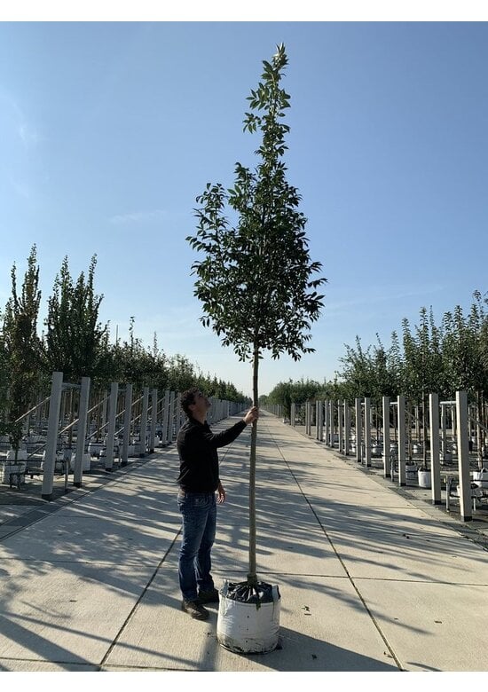 Kleinkronige Esche 'Raywood' | Fraxinus angustifolia 'Raywood'