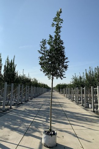 Kleinkronige Esche 'Raywood' | Fraxinus angustifolia 'Raywood'