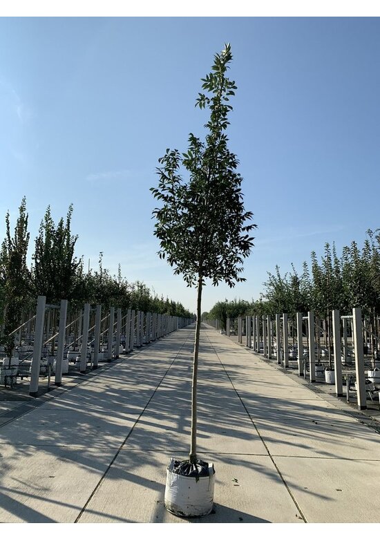 Kleinkronige Esche 'Raywood' | Fraxinus angustifolia 'Raywood'