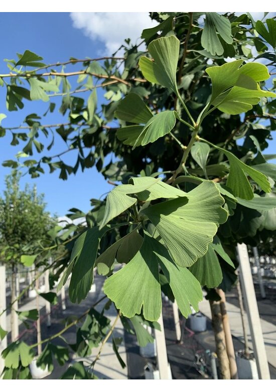 Ginkgobaum - Fächerblattbaum | Ginkgo biloba
