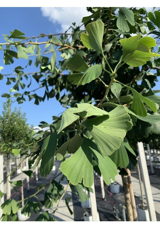 Ginkgobaum - Fächerblattbaum | Ginkgo biloba
