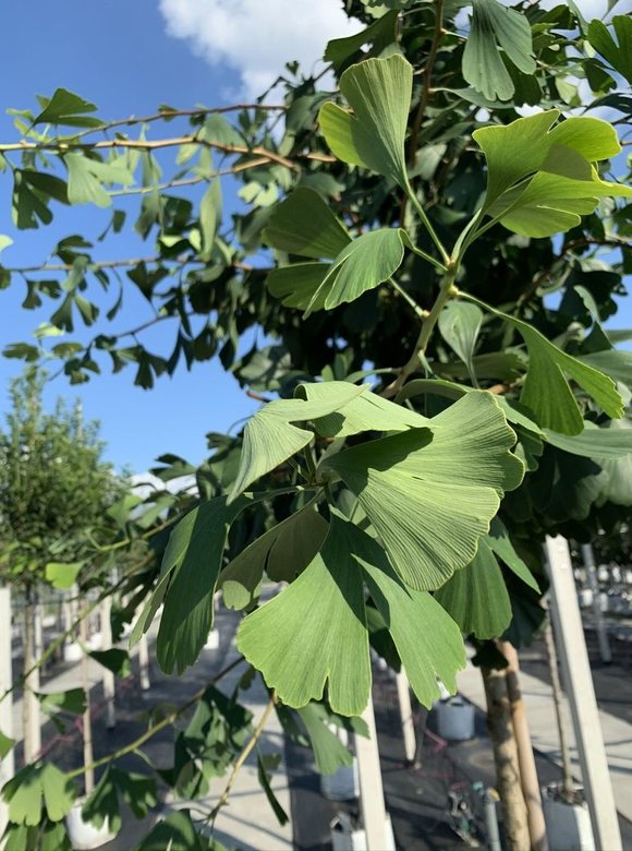 Fächerblattbaum | Ginkgo biloba