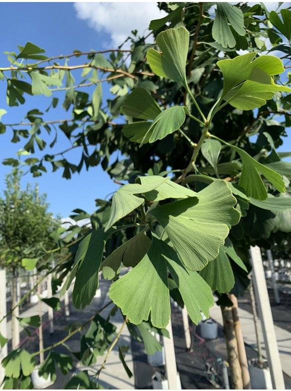 Ginkgobaum - Fächerblattbaum | Ginkgo biloba Ginkgobaum - Fächerblattbaum | Ginkgo biloba