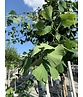Ginkgobaum - Fächerblattbaum | Ginkgo biloba