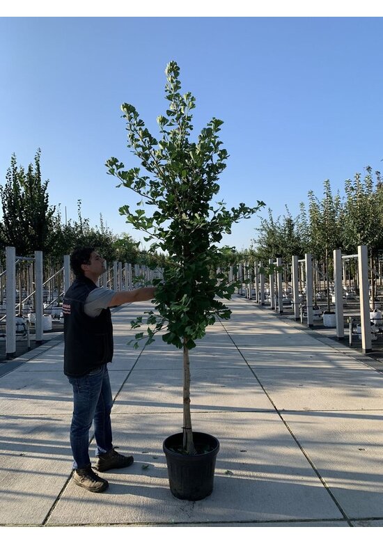 Ginkgobaum - Fächerblattbaum | Ginkgo biloba