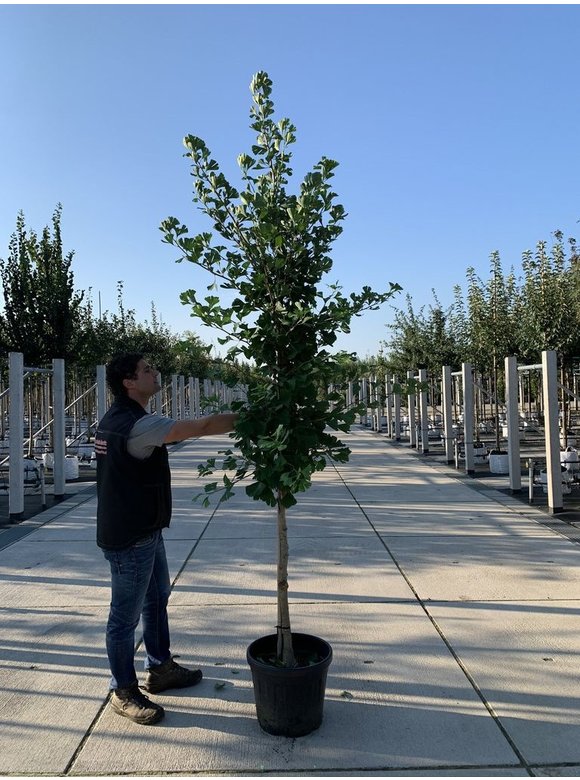 Ginkgobaum - Fächerblattbaum | Ginkgo biloba Ginkgobaum - Fächerblattbaum | Ginkgo biloba
