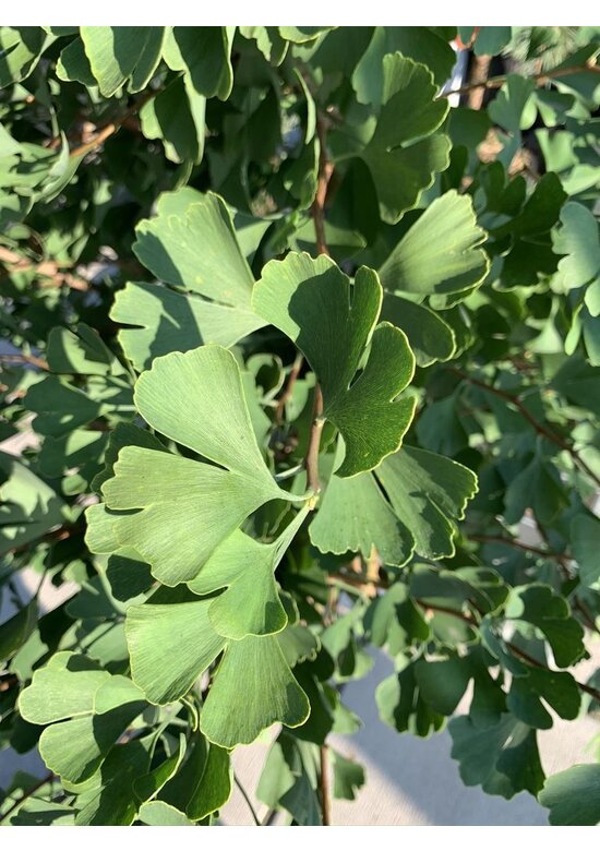 Ginkgobaum - Säulen-Fächerblattbaum 'Fastigiata Blagon' | Ginkgo biloba 'Fastigiata Blagon'