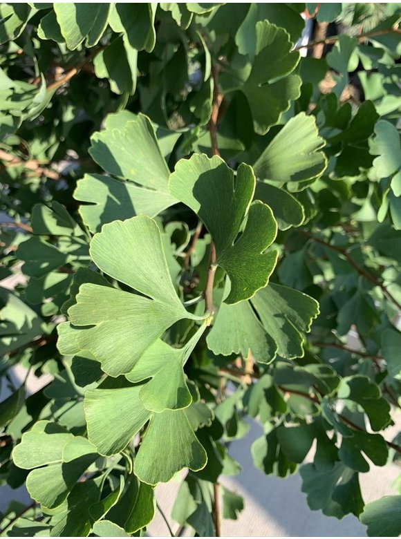Ginkgobaum - Säulen-Fächerblattbaum 'Fastigiata Blagon' | Ginkgo biloba 'Fastigiata Blagon' Ginkgobaum - Säulen-Fächerblattbaum 'Fastigiata Blagon' | Ginkgo biloba 'Fastigiata Blagon'