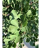 Ginkgobaum - Säulen-Fächerblattbaum 'Fastigiata Blagon' | Ginkgo biloba 'Fastigiata Blagon'
