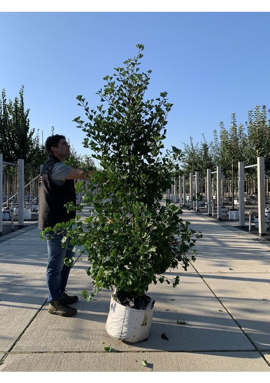 Ginkgobaum - Säulen-Fächerblattbaum 'Fastigiata Blagon' | Ginkgo biloba 'Fastigiata Blagon'