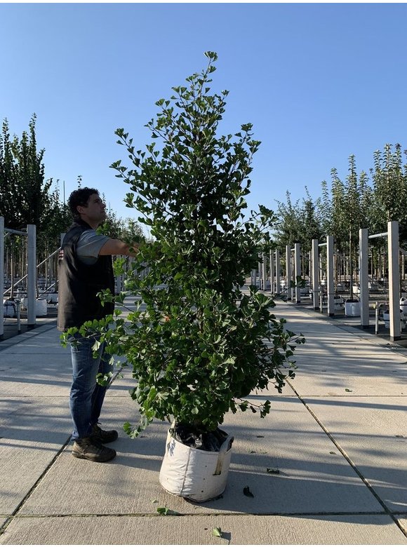 Ginkgobaum - Säulen-Fächerblattbaum 'Fastigiata Blagon' | Ginkgo biloba 'Fastigiata Blagon' Ginkgobaum - Säulen-Fächerblattbaum 'Fastigiata Blagon' | Ginkgo biloba 'Fastigiata Blagon'