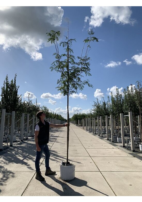 Lederhülsenbaum - Gleditschie 'Skyline' | Gleditsia triacanthos 'Skyline' Lederhülsenbaum - Gleditschie 'Skyline' | Gleditsia triacanthos 'Skyline'