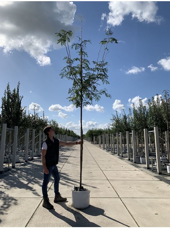 Lederhülsenbaum - Gleditschie 'Skyline' | Gleditsia triacanthos 'Skyline' Lederhülsenbaum - Gleditschie 'Skyline' | Gleditsia triacanthos 'Skyline'