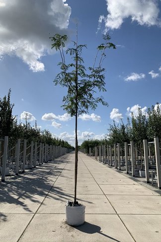 Lederhülsenbaum - Gleditschie 'Skyline' | Gleditsia triacanthos 'Skyline' Lederhülsenbaum - Gleditschie 'Skyline' | Gleditsia triacanthos 'Skyline'