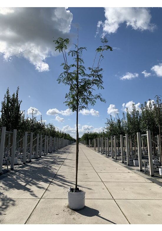 Lederhülsenbaum - Gleditschie 'Skyline' | Gleditsia triacanthos 'Skyline' Lederhülsenbaum - Gleditschie 'Skyline' | Gleditsia triacanthos 'Skyline'