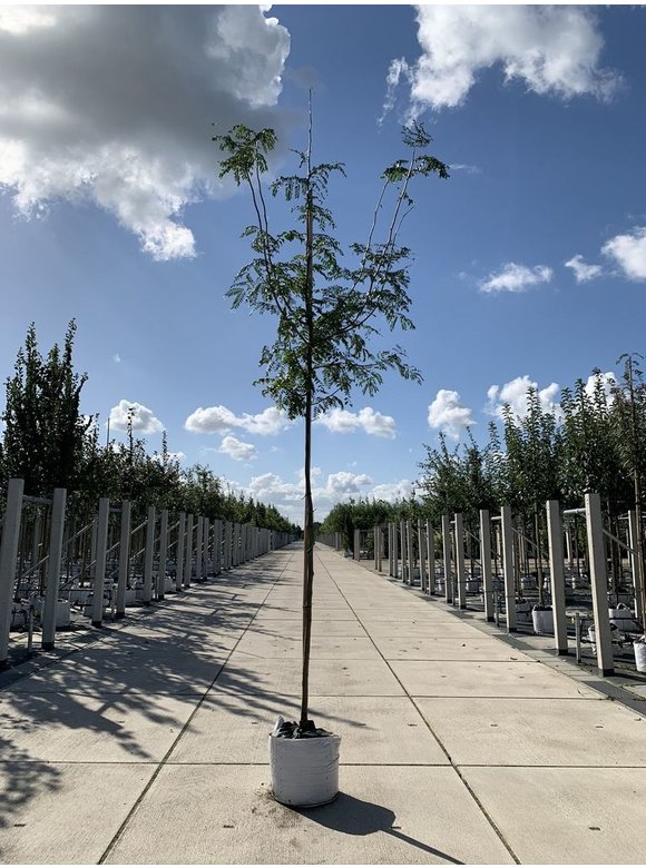 Lederhülsenbaum - Gleditschie 'Skyline' | Gleditsia triacanthos 'Skyline' Lederhülsenbaum - Gleditschie 'Skyline' | Gleditsia triacanthos 'Skyline'