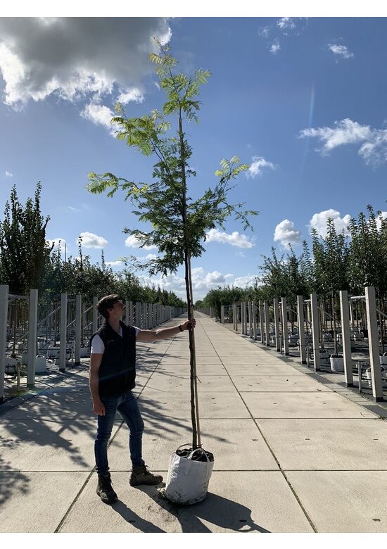 Gelber Lederhülsenbaum 'Sunburst' | Gleditsia triacanthos 'Sunburst'