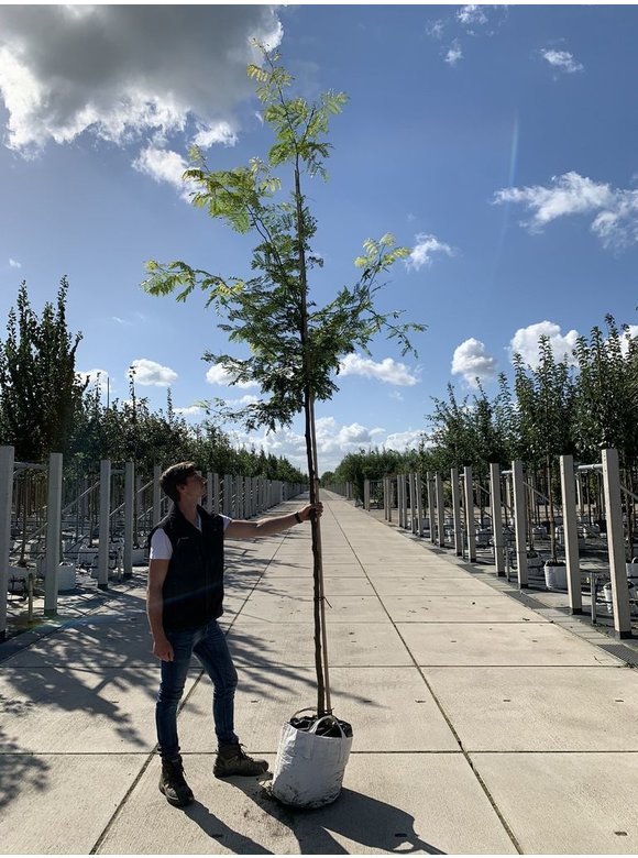 Gelber Lederhülsenbaum - Gleditschie 'Sunburst' | Gleditsia triacanthos 'Sunburst' Gelber Lederhülsenbaum - Gleditschie 'Sunburst' | Gleditsia triacanthos 'Sunburst'