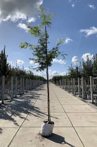 Gelber Lederhülsenbaum 'Sunburst' | Gleditsia triacanthos 'Sunburst' Gelber Lederhülsenbaum 'Sunburst' | Gleditsia triacanthos 'Sunburst'