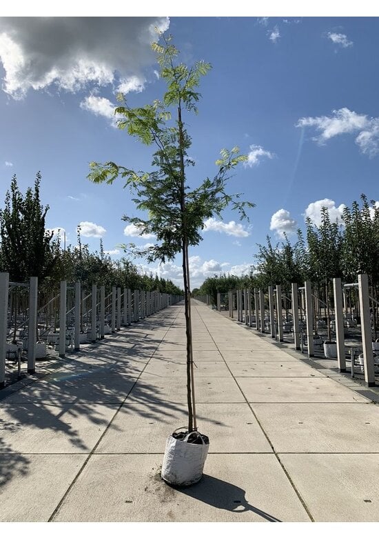 Gelber Lederhülsenbaum 'Sunburst' | Gleditsia triacanthos 'Sunburst'
