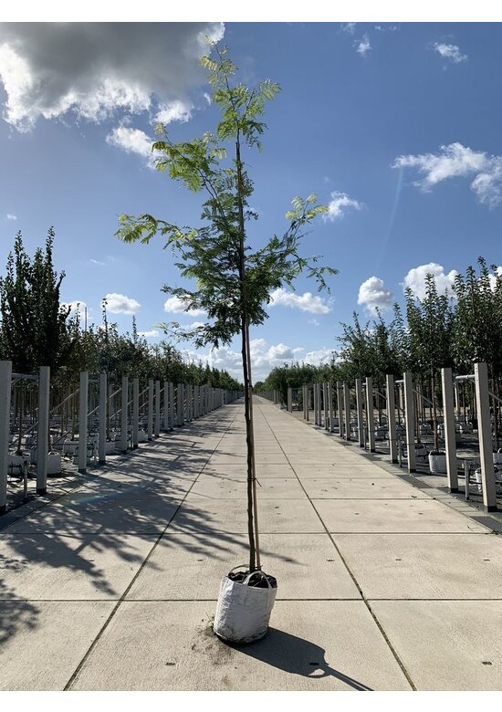 Gelber Lederhülsenbaum 'Sunburst' | Gleditsia triacanthos 'Sunburst'