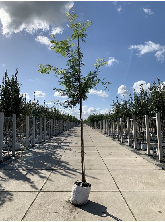 Gelber Lederhülsenbaum - Gleditschie 'Sunburst' | Gleditsia triacanthos 'Sunburst' Gelber Lederhülsenbaum - Gleditschie 'Sunburst' | Gleditsia triacanthos 'Sunburst'