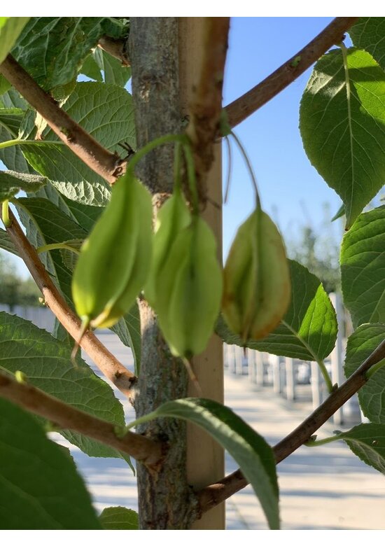 Schneeglöckchenbaum | Halesia carolina