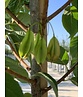 Schneeglöckchenbaum | Halesia carolina