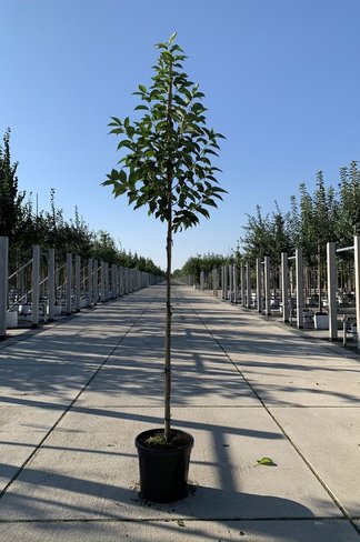 Schneeglöckchenbaum | Halesia carolina Schneeglöckchenbaum | Halesia carolina