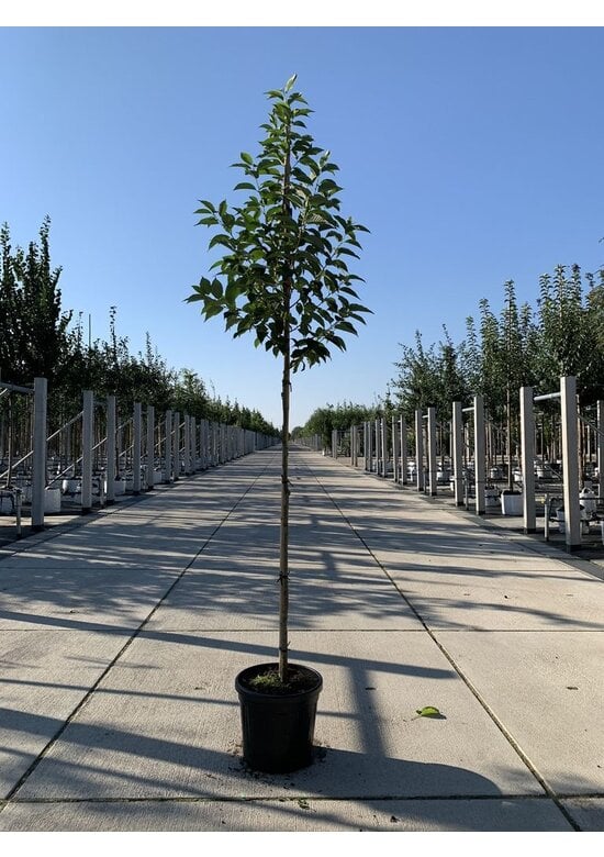 Schneeglöckchenbaum | Halesia carolina