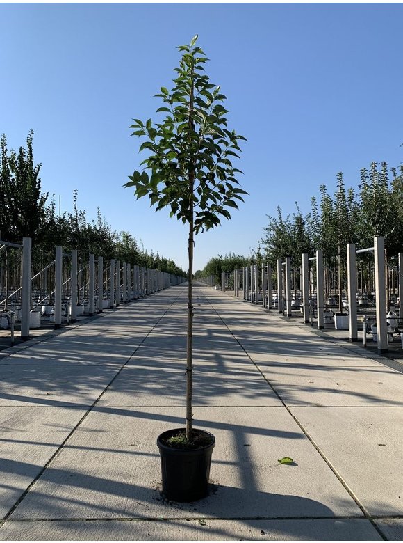 Schneeglöckchenbaum | Halesia carolina Schneeglöckchenbaum | Halesia carolina