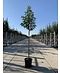 Schneeglöckchenbaum | Halesia carolina
