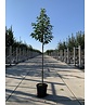 Schneeglöckchenbaum | Halesia carolina