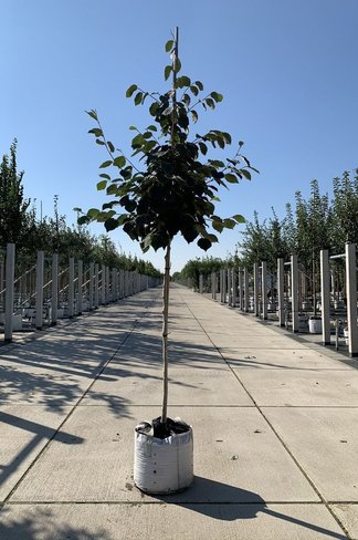 Gelbblühende Zaubernuss 'Arnold Promise' | Hamamelis intermedia 'Arnold Promise'