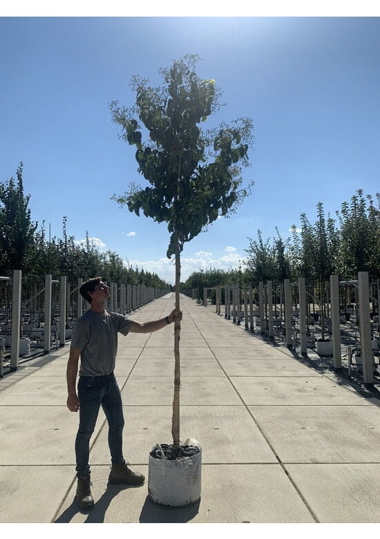 Sieben-Söhne-des-Himmels Baum | Heptacodium miconioides