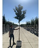 Sieben-Söhne-des-Himmels Baum | Heptacodium miconioides