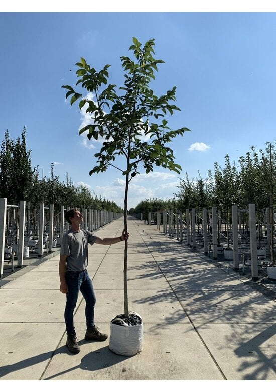 Schwarze Walnuss | Juglans nigra