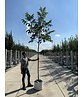 Schwarze Walnuss | Juglans nigra Schwarze Walnuss | Juglans nigra