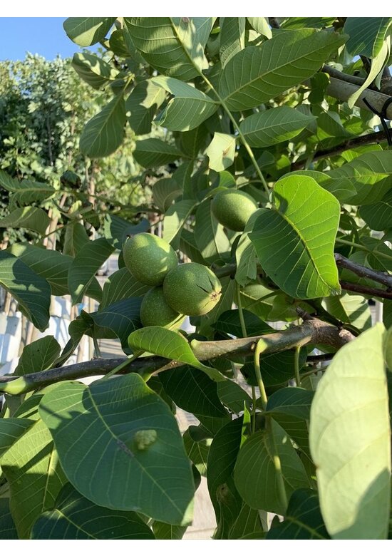 Walnussbaum 'Broadview' | Juglans regia 'Broadview'