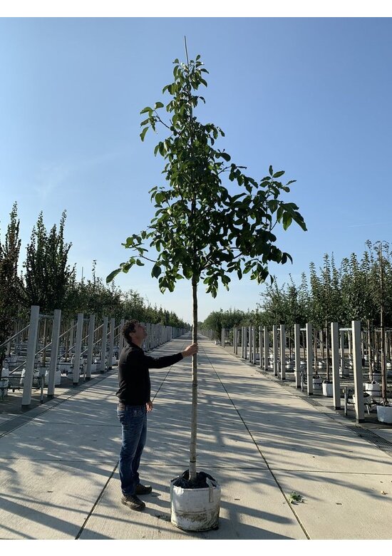 Walnussbaum 'Broadview' | Juglans regia 'Broadview'