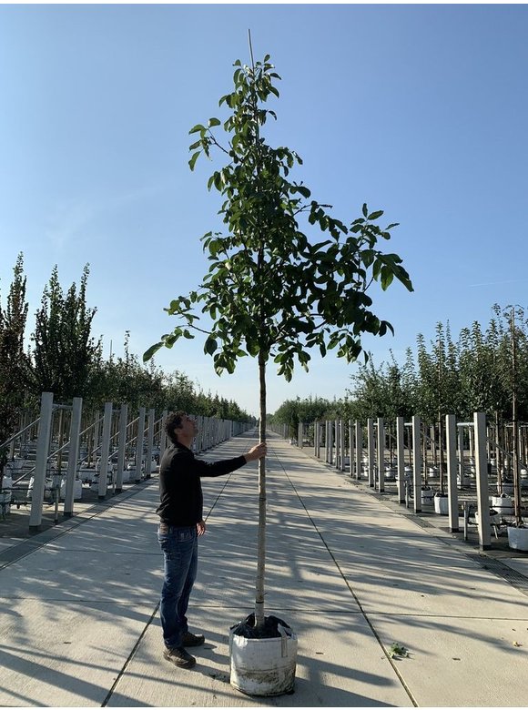 Walnussbaum 'Broadview' | Juglans regia 'Broadview' Walnussbaum 'Broadview' | Juglans regia 'Broadview'
