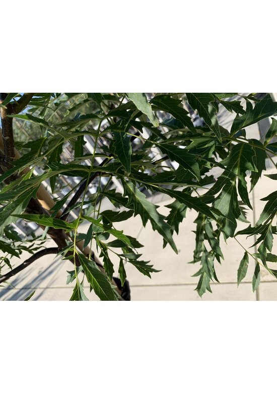 Walnussbaum 'Laciniata' | Juglans regia 'Laciniata' Walnussbaum 'Laciniata' | Juglans regia 'Laciniata'