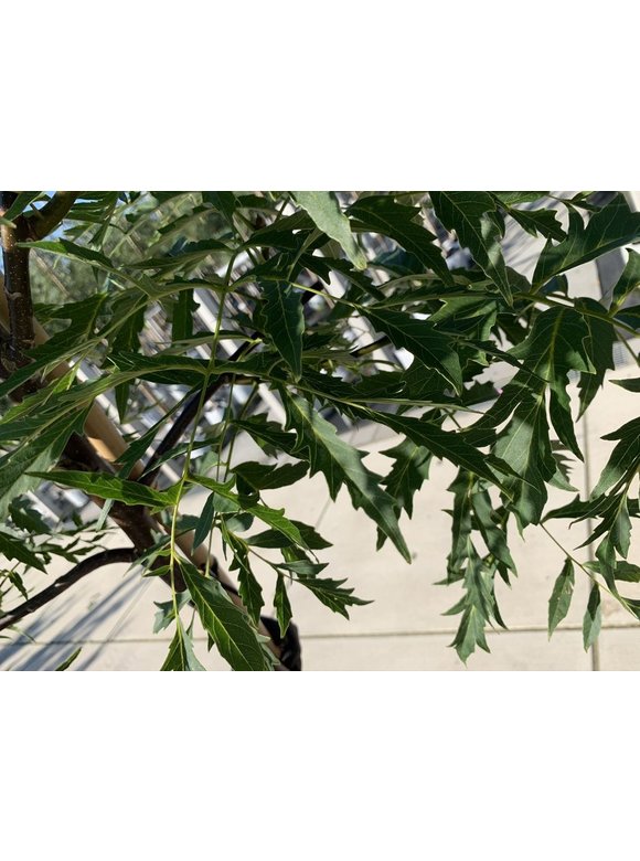 Walnussbaum 'Laciniata' | Juglans regia 'Laciniata' Walnussbaum 'Laciniata' | Juglans regia 'Laciniata'