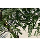 Walnussbaum 'Laciniata' | Juglans regia 'Laciniata' Walnussbaum 'Laciniata' | Juglans regia 'Laciniata'