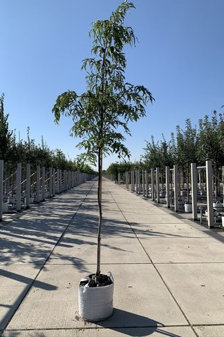 Walnussbaum 'Laciniata' | Juglans regia 'Laciniata' Walnussbaum 'Laciniata' | Juglans regia 'Laciniata'